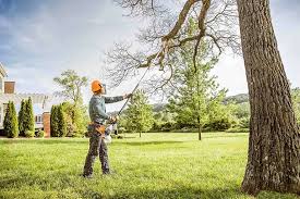 Best Tree Trimming and Pruning  in Brillion, WI