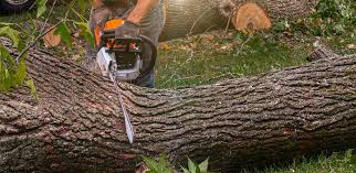 Best Tree Health Inspection  in Brillion, WI