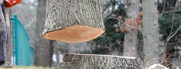  Brillion, WI Tree Services Pros