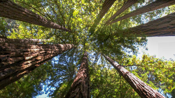 Best Tree Preservation Services  in Brillion, WI