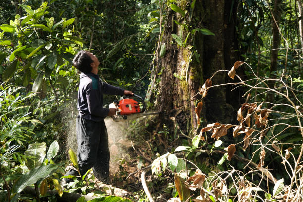 Best Tree and Shrub Care  in Brillion, WI