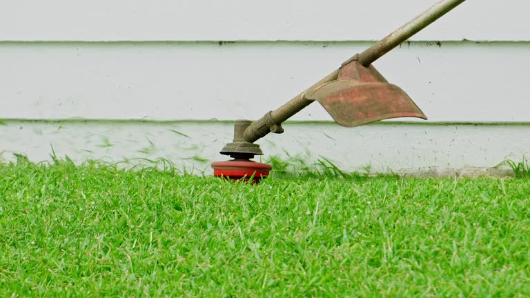 Best Tree Removal  in Brillion, WI