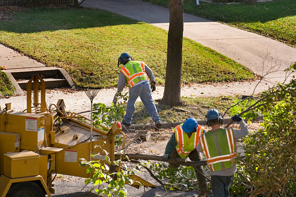 Best Lawn Irrigation Installation and Maintenance  in Brillion, WI