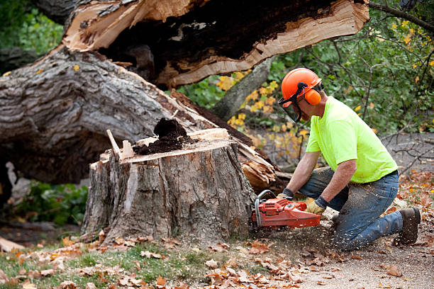 How Our Tree Care Process Works  in  Brillion, WI