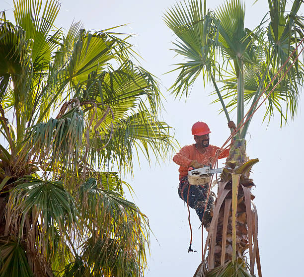 Reliable Brillion, WI Tree Services Solutions