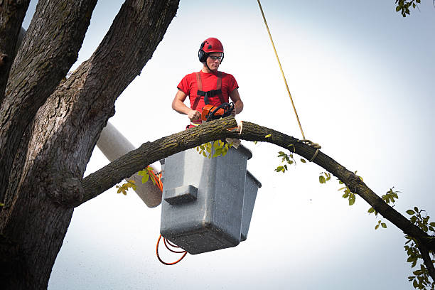 Best Root Management and Removal  in Brillion, WI