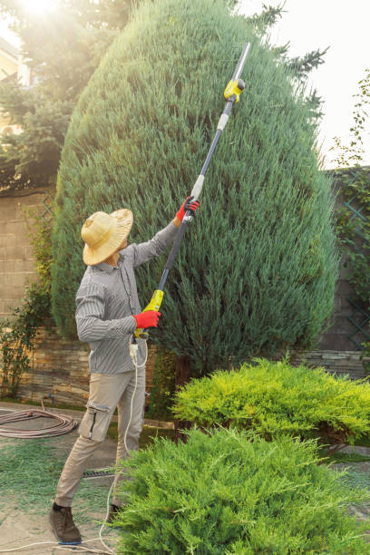 Best Lawn Disease Treatment  in Brillion, WI